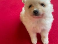 Wunderschöner Zwergspitz (Pomeranian) Rüde – 3 Monate alt, geimpft & gechipt