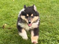 Colliewelpe aus langjähriger Hobbyzucht abzugeben!