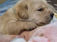 Reinrassige Labrador-Welpen mit Ahnentafel