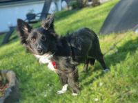 Limo möchte endlich ankommen...