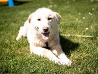 Snowy, ein Herz auf vier Pfoten, sucht sein Zuhause.