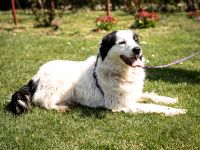 Skylina sanfte Seele auf der Suche nach ihrem Zuhause