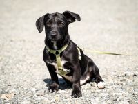 Mimba sucht sein Glück...