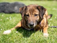 Unsere Taxina wünscht sich ein schönes Zuhause..