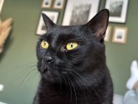 Zwei Kater (Brüder) 6 Jahre abzugeben/Katze/Hauskatze