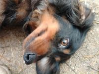 Lilli ist bereits reserviert