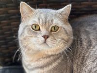 BKH Kitten ab Anfang Juni abzugeben