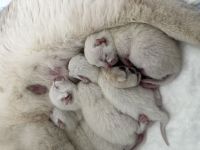 Wunderschöne BKH Mix Kitten (Blue Point / Langhaar Anteile) – liebevoll aufgezogen