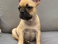 Klara - Alternativ Französische Bulldogge mit Ahnentafel suchen noch eine Familie