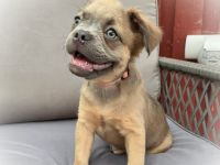 Blue - "Alternativ Französische Bulldogge" mit schöner Nase und Rute