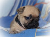 Alternativ Französische Bulldogge mit Ahnentafel suchen noch eine Familie