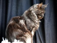 Elegantes Black Smoke Maine Coon Mädchen sucht ein liebevolles Zuhause 🖤