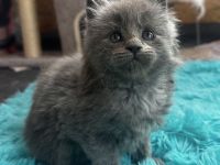 Maine coon “Blueberry muffin”