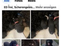 Portugiesischerwasserhund