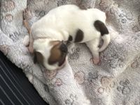 Shihtzu Welpe