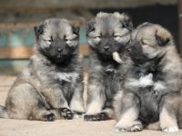 Wolfsspitzwelpen