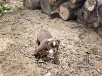 Old english Bulldog Welpen Bullforce