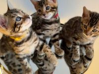 Reinrassige Bengalkitten aus Championlinie