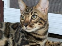 Bengal-Kater (5 Monate alt) - geimpft, gechippt, kastriert, mit WCF-Stammbaum