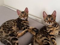 Reinrassige Bengalkitten aus Championlinie