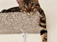 Bengal-Junge (5 Monate alt) sucht ein liebevolles Zuhause