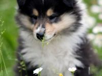 Colliewelpen tricolour aus liebevoller Hausaufzucht (VDH)