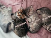Vier süße kleine BKH-Kitten