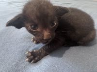 Unser neuer OKH Wurf ist da Kitten
