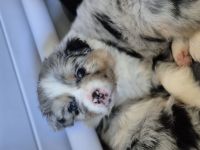 Australian Shepherd Welpen mit ASCA Papieren