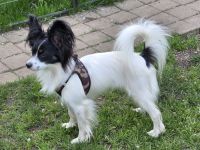 Papillon Junghündin sucht ihre aktive Familie