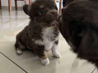 Zuckersüße Chihuahua Welpen