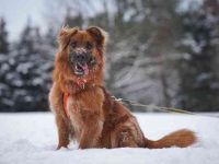 Knut, Harzer Fuchs-Terrier-Mischling,geb 2013, nur für Hundeprofis