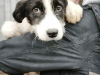Buddy sucht sein Für-immer-Zuhause