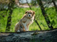 Roxy auf Pflegestelle in 86316 Friedberg sucht ihr Für-immer-Zuhause