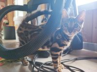 Bengalkitten TOBY sucht seine Familie