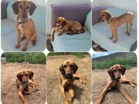 Missy – loyale Partnerin sucht ihre Lieblingsmenschen