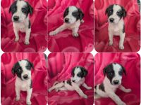 Lotti – zuckersüßes Hundemädchen