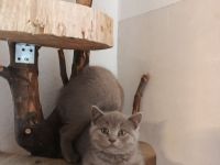 Ab sofort abzugeben 3 Kitten
