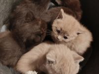 BKH Kitten suchen zum 19.05.26 ein liebevolles Zuhause