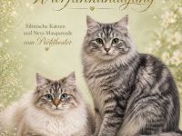 Sibirische Katze und Neva Masquarade Kitten