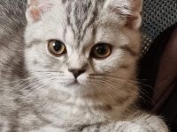 Unternehmungslustige Britisch Kurzhaar BKH Kitten silver und golden tabby, reinrassig o.P.
