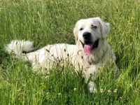 Mumpitz sucht ein neues, liebevolles Zuhause