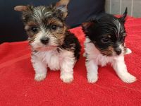 Bieweryorkshireterrier Rüden