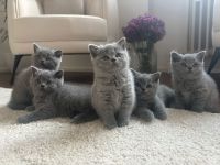 BKH Kitten