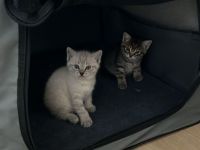 Weißes Siam Kitten sucht liebevolles Zuhause