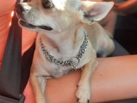 Chihuahua - Rüde sucht neues Zuhause