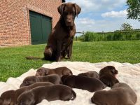 Reinrassige Labrador Welpen vom Bauernhof