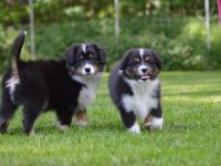 4 Mini Rüden