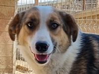 Mara, tolle Hündin sucht Geborgenheit und lebensfrohes Zuhause, 2J, 51cm