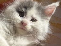 Exklusive Maine Coon Kitten – großrahmig, bestens sozialisiert, mit Stammbaum